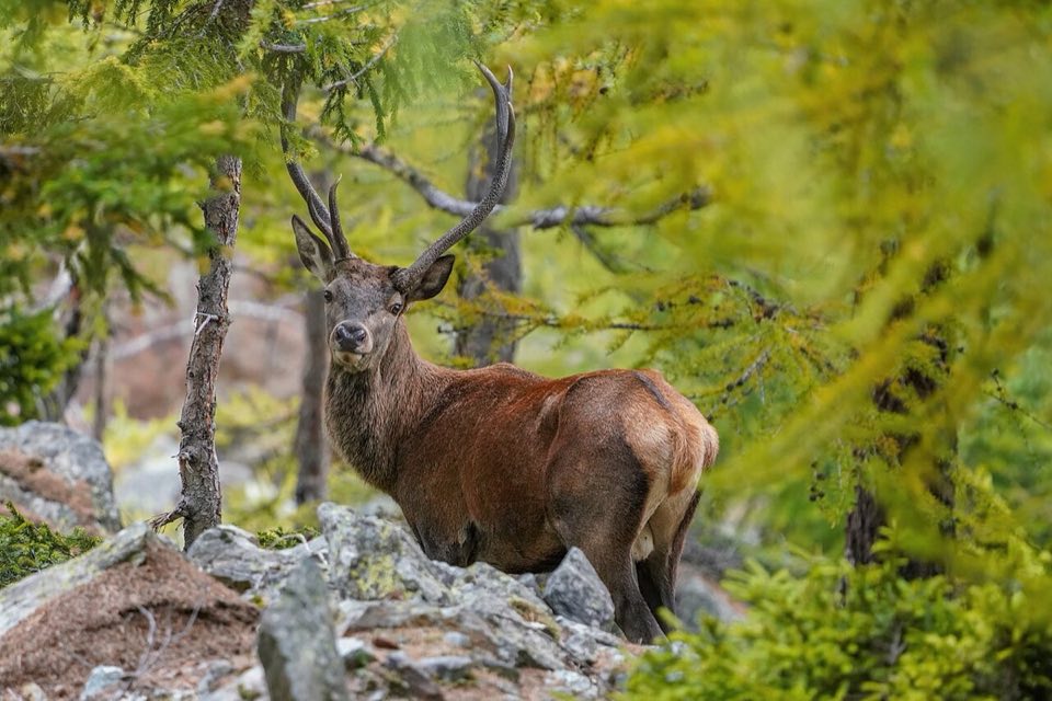 Wild red deer stag in the Aletsch forest