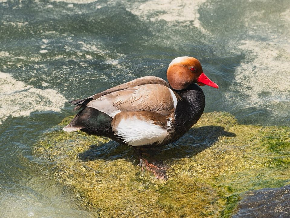 Male red-crested pochard on Lake Geneva