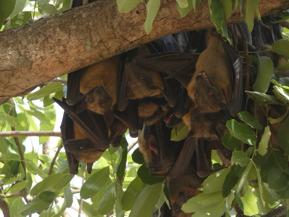 Straw-coloured fruit bats at a roost
