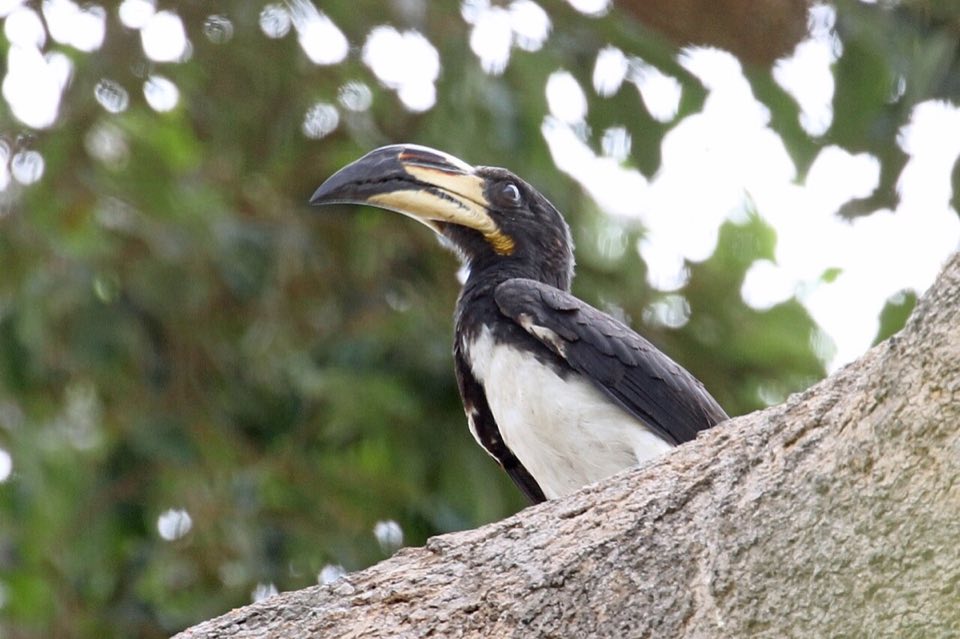 African pied hornbill perched