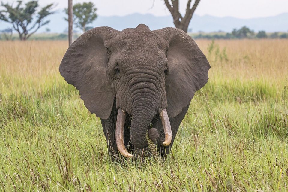 African elephant facing the camera