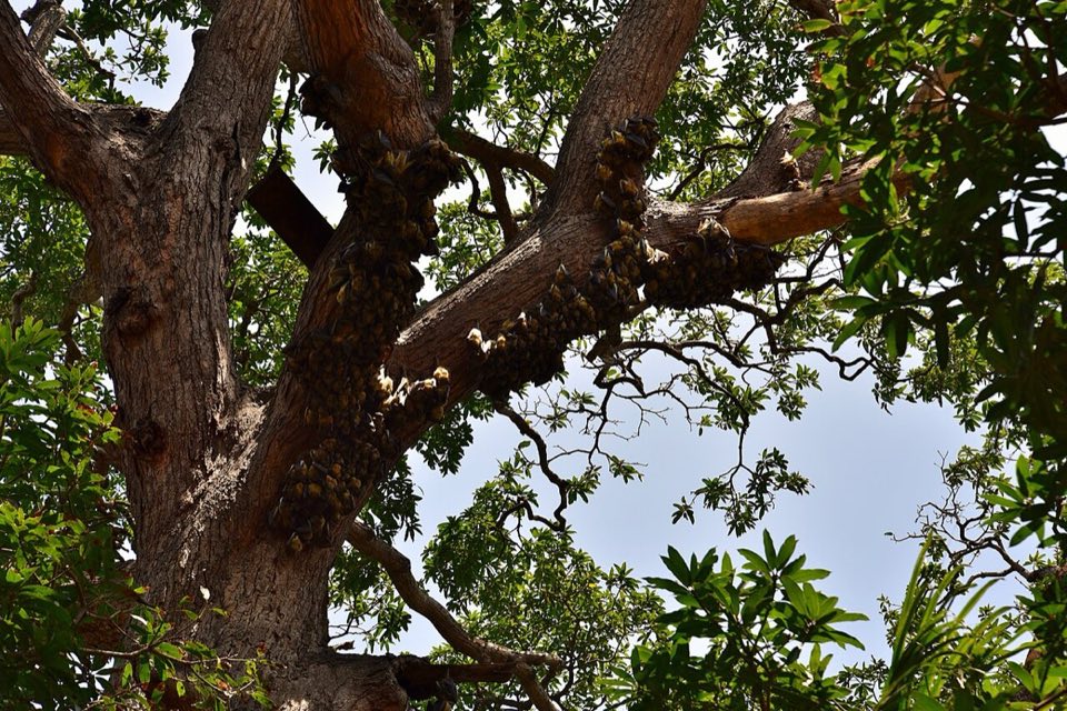 Straw-coloured fruit bats hanging in a roost tree