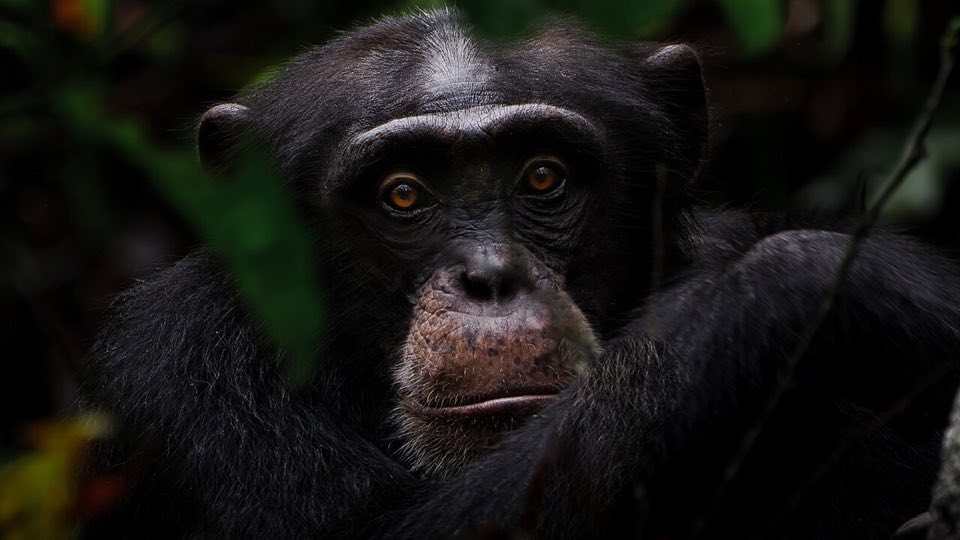 Chimpanzee in the Taï forest