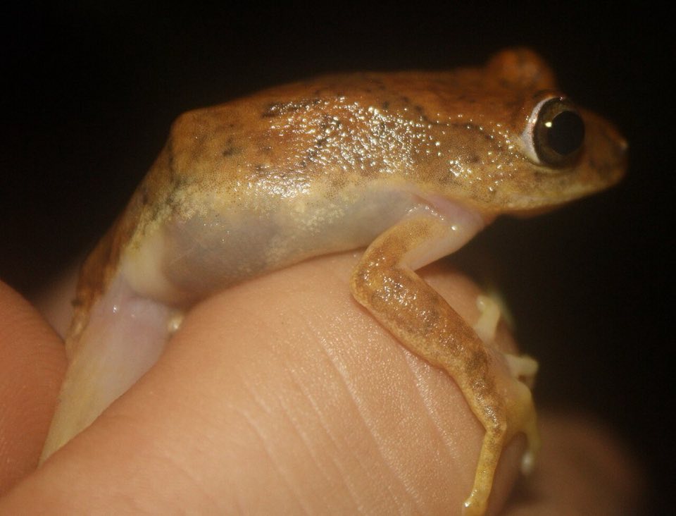 Banded reed frog on a leaf