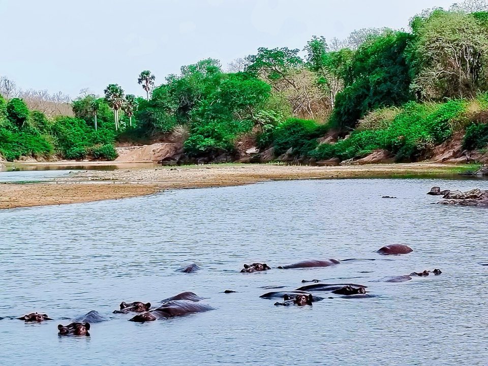 Hippos in the river in the dry season, Bénoué