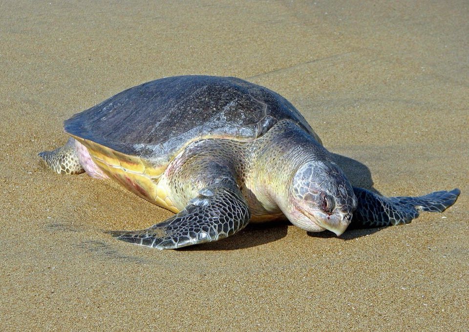 Olive ridley turtle on the beach