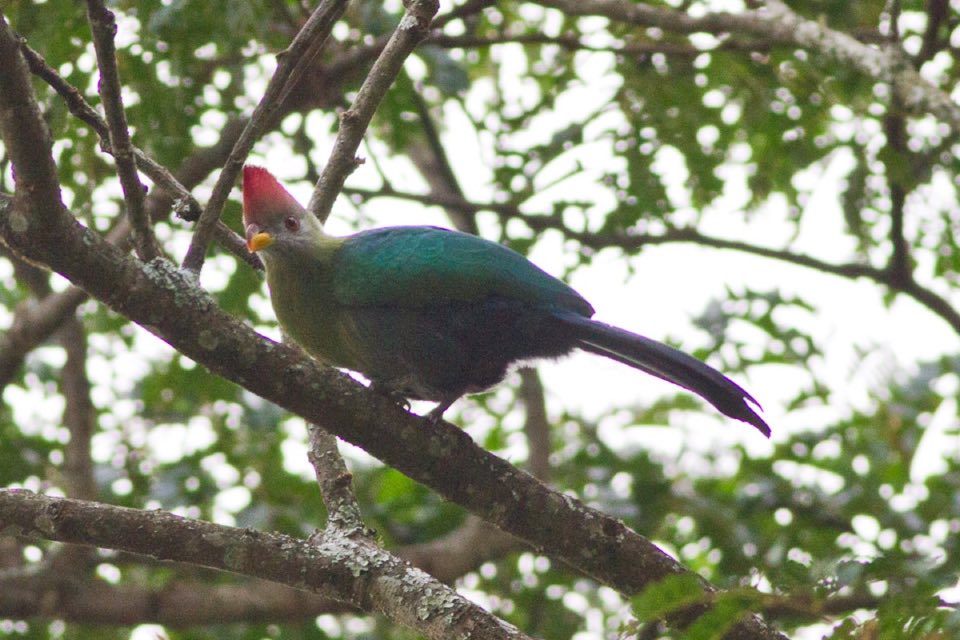 A Bannerman's turaco in a tree