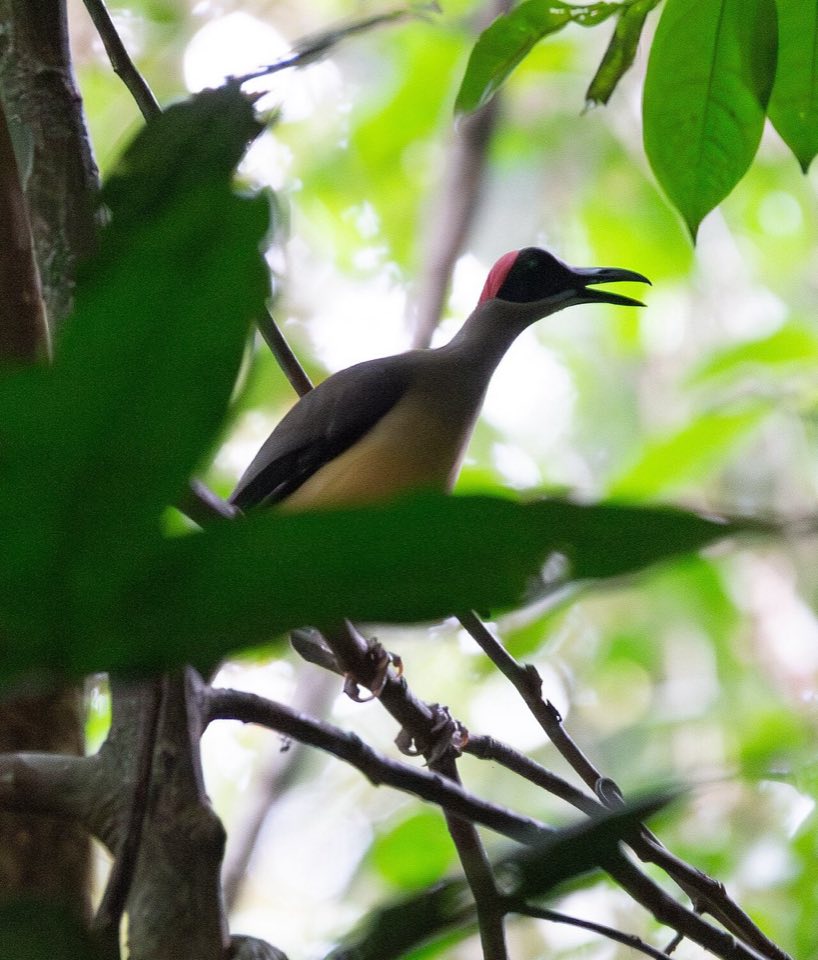 Grey-necked rockfowl on a rock in the forest