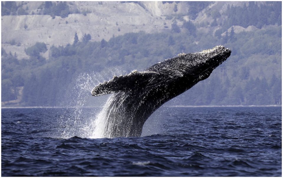 Humpback whale leaping out of the sea