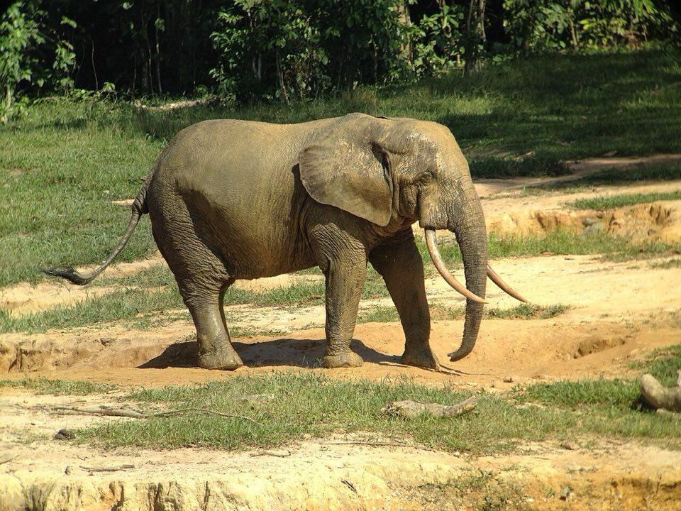 Forest elephants gathered in Dzanga Bai