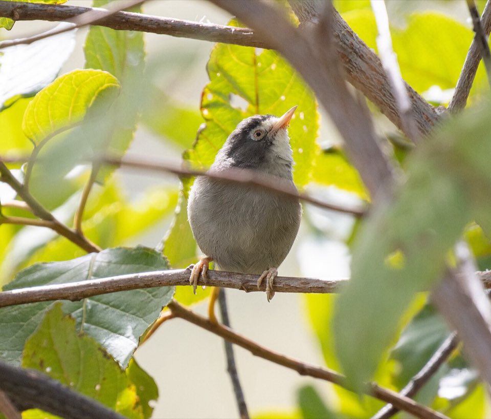 Cameroon speirops on a branch
