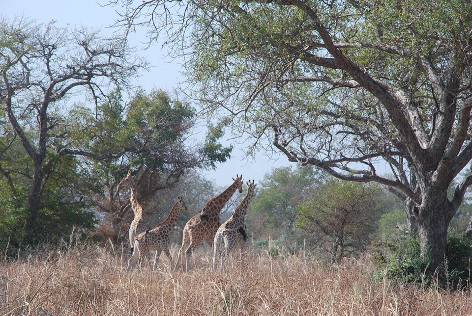 Giraffes in the Waza savanna