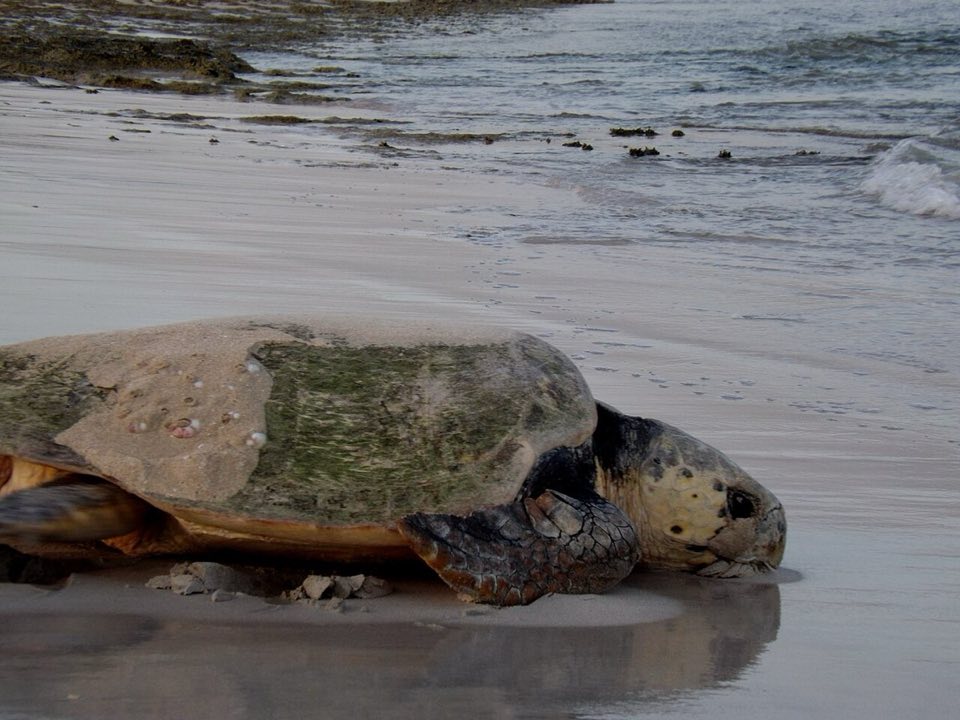 Loggerhead turtle returning to the sea after nesting