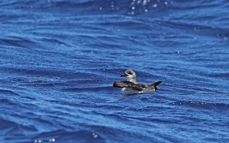 A Fea's-type petrel resting on the sea