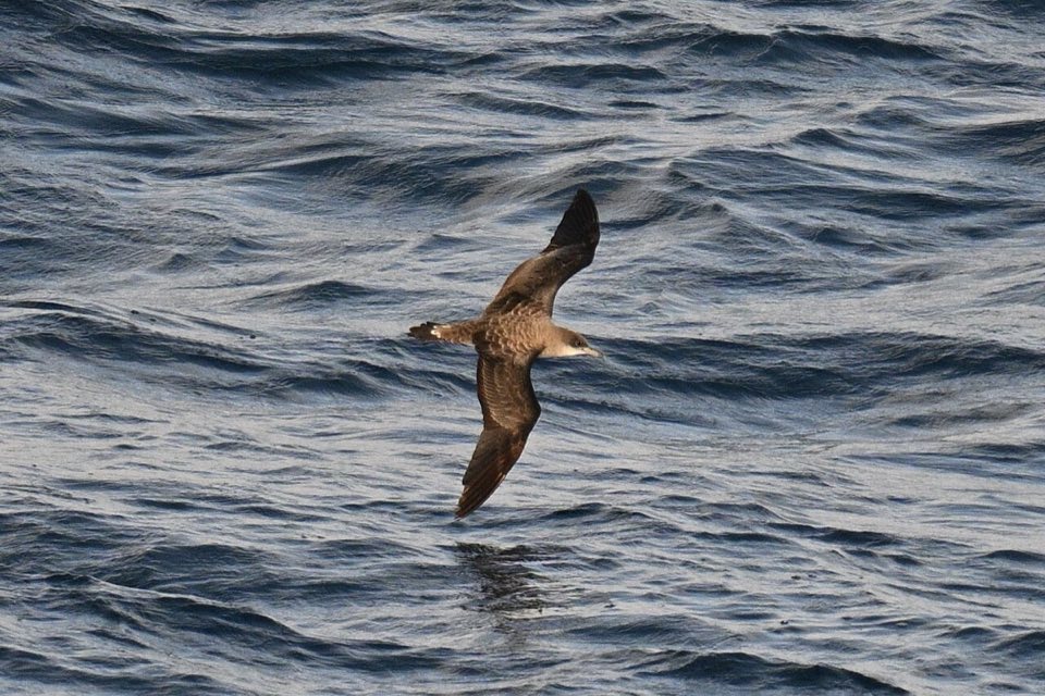 Cape Verde shearwater gliding over the sea