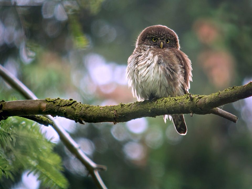 Eurasian pygmy owl perched on a conifer