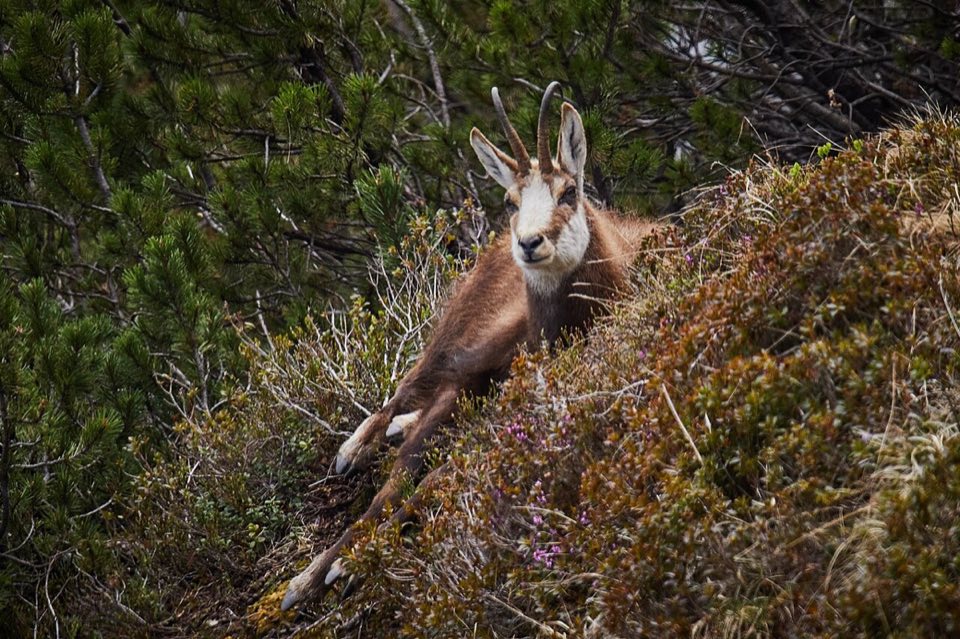 A chamois in Berchtesgaden National Park