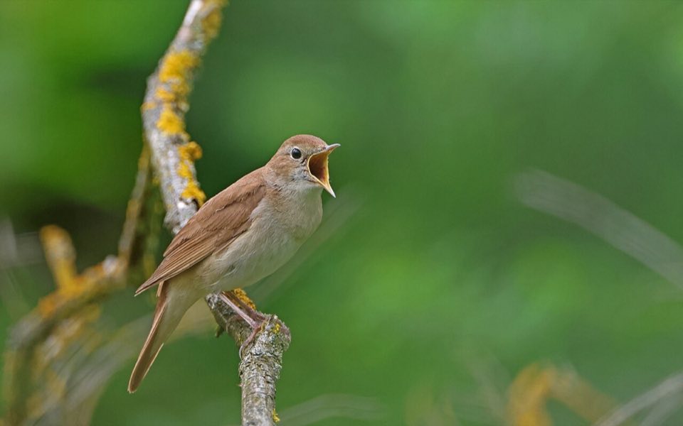 Nightingale singing from a branch