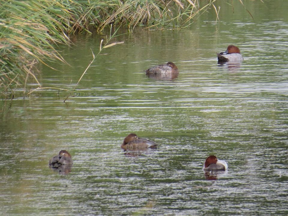 Flock of common pochards on open water