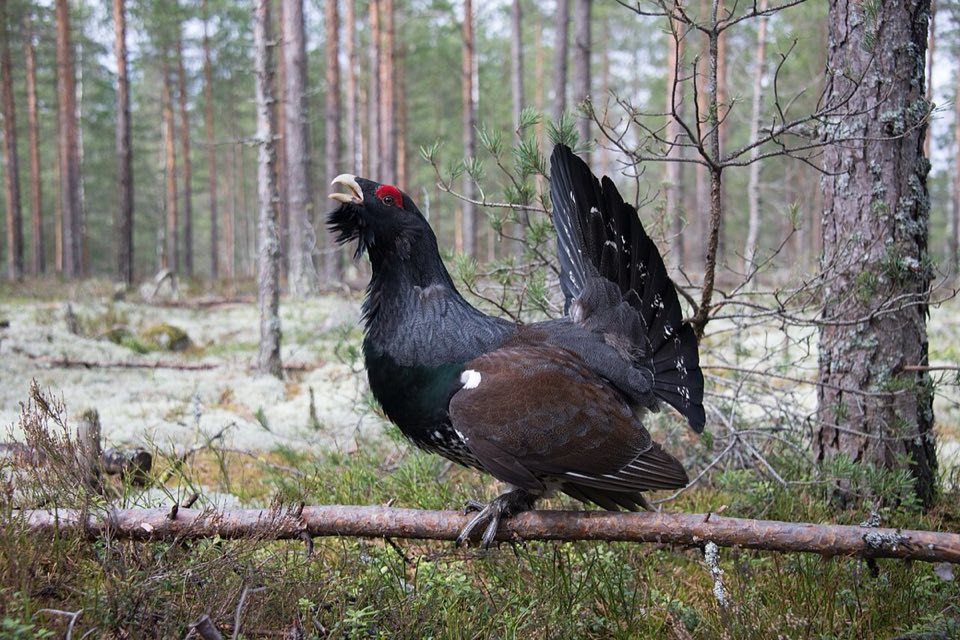 Male capercaillie in mating display