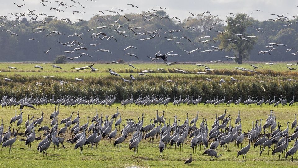 Flock of common cranes feeding and flying over harvested fields