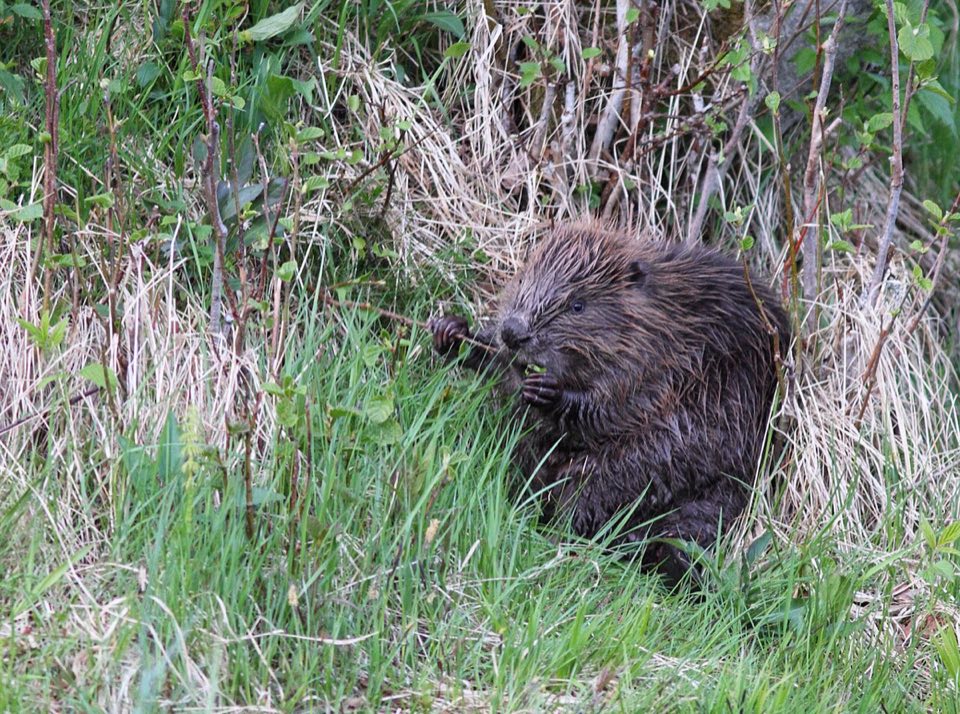 Eurasian beaver swimming