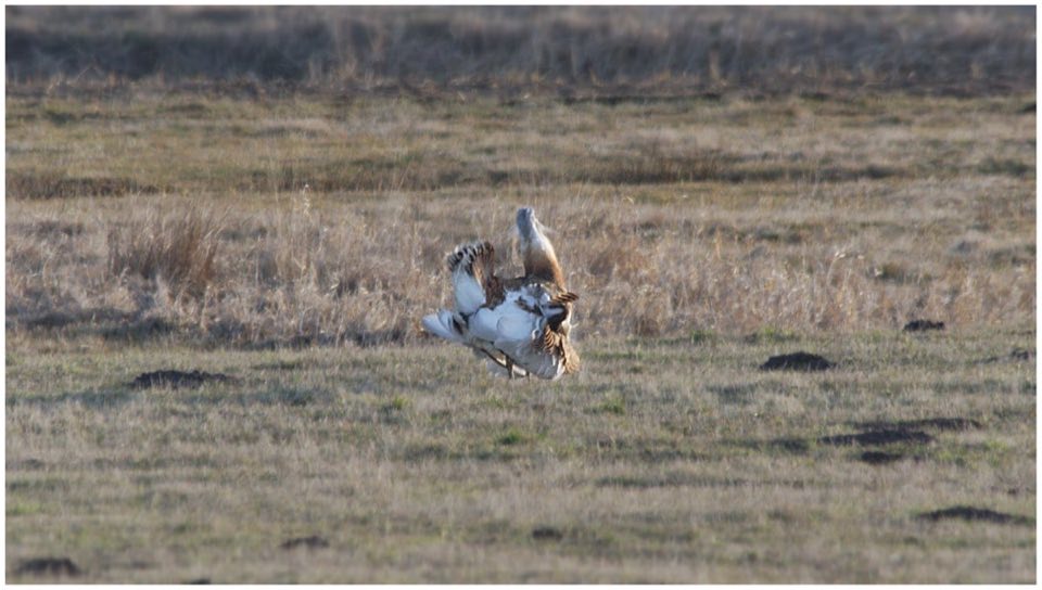 Male great bustards displaying in the Havelland