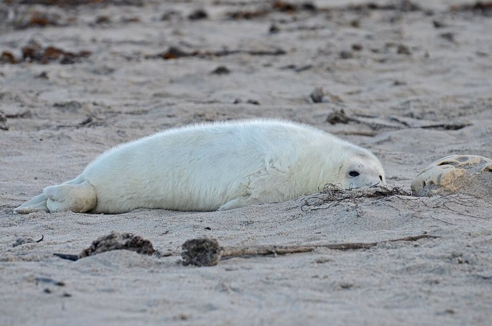Grey seal pup on the Helgoland Düne beach
