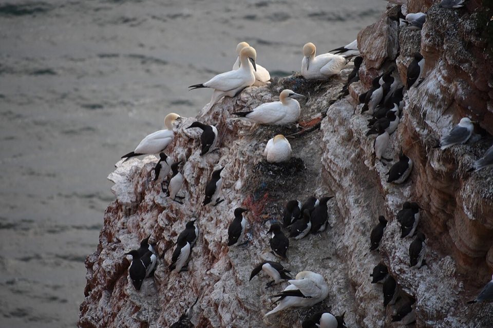 Guillemots and gannets packed on the Helgoland cliff ledges