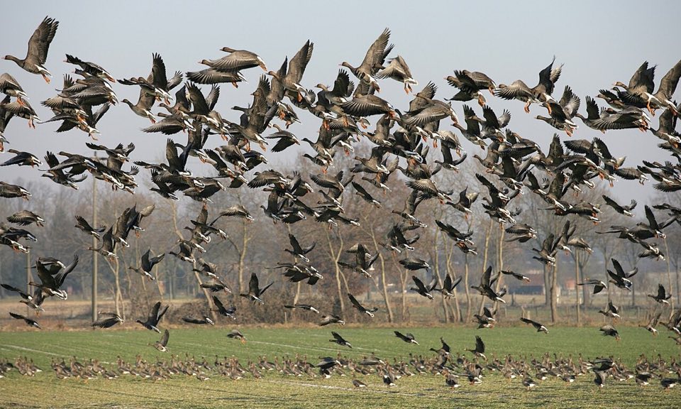 White-fronted geese on the Lower Rhine meadows