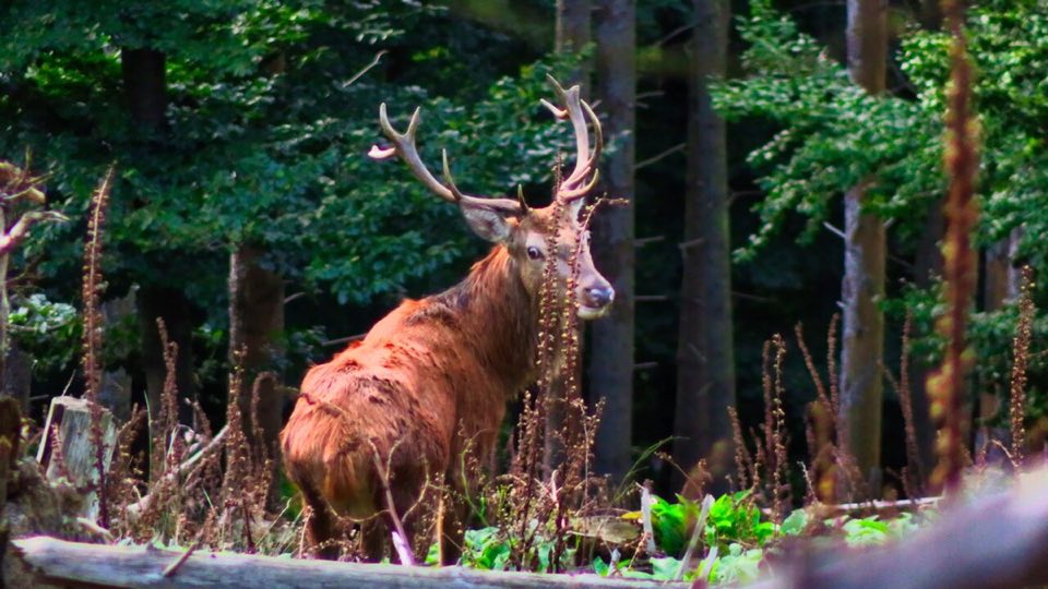 Red deer stag during the rut in a German forest