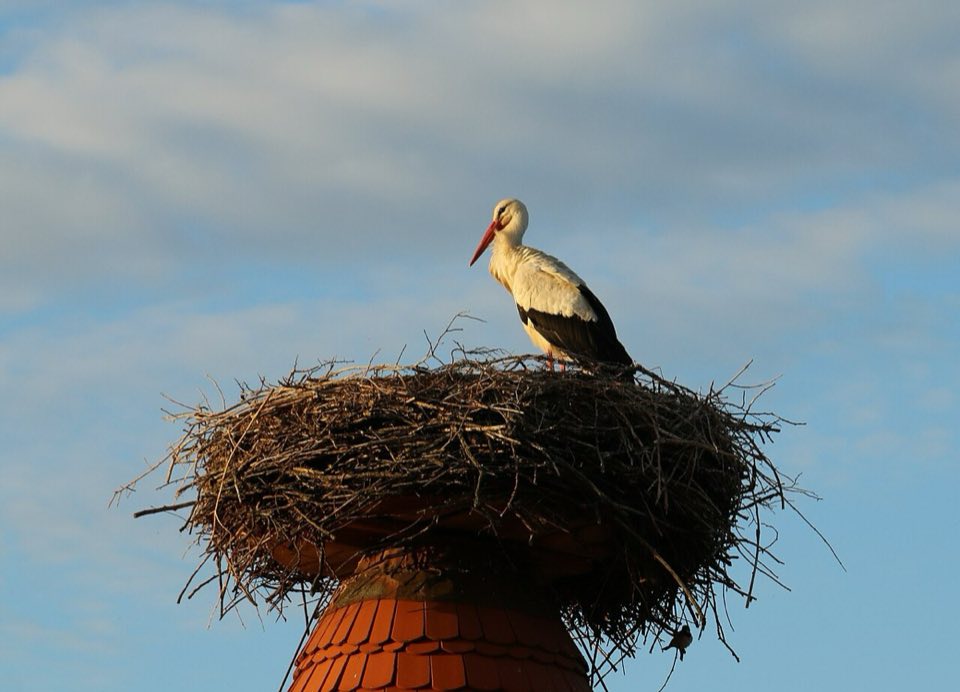 White stork on its rooftop nest in Rühstädt