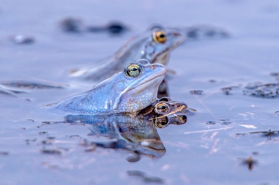 Blue male moor frogs mating in a pond