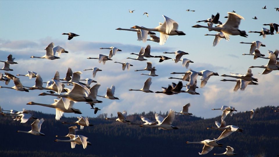 Whooper swans with greylag geese on a wet field