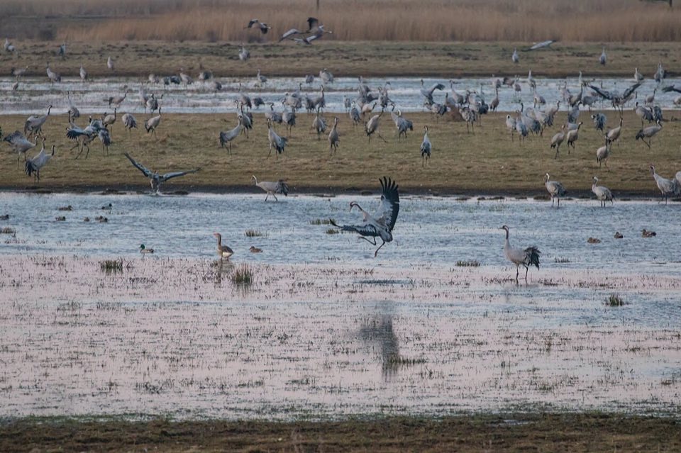 Common cranes courting at sunrise