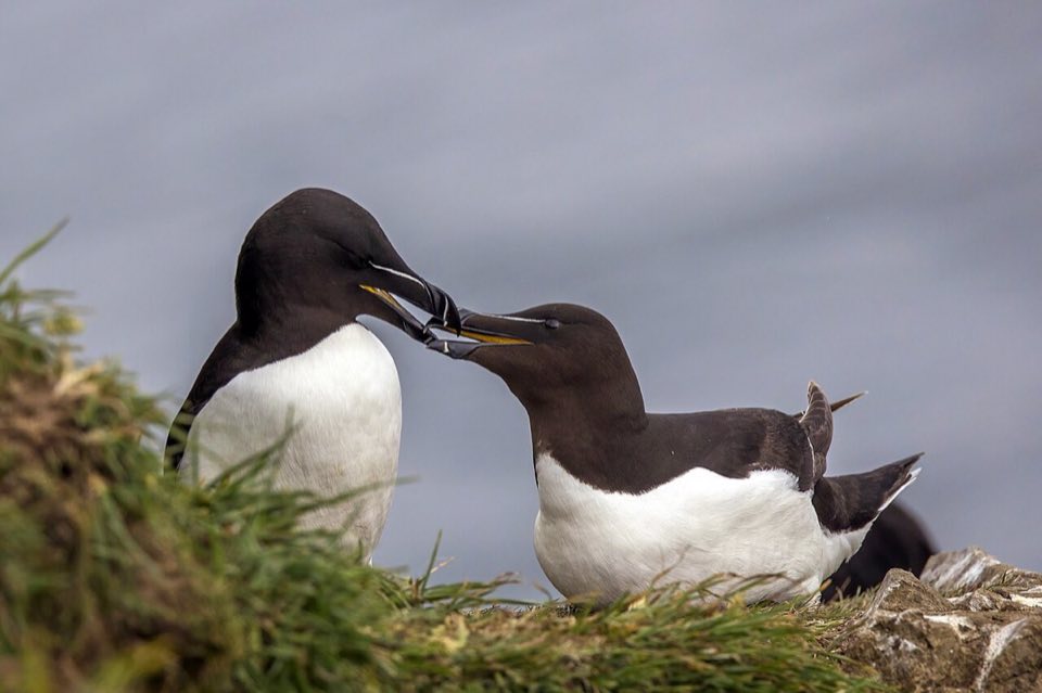 Pair of razorbills on a cliff ledge