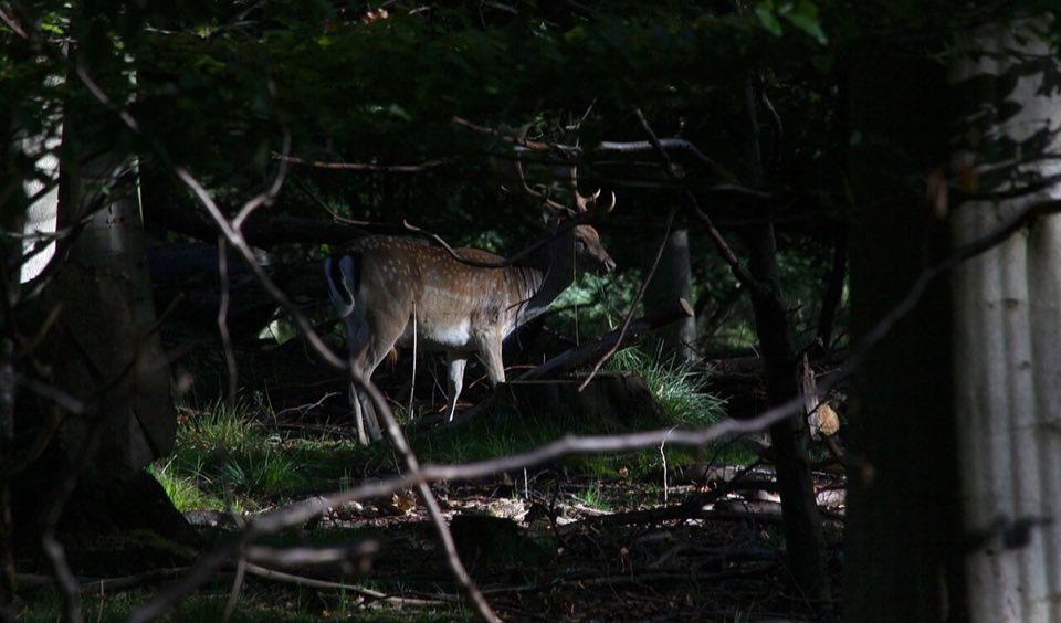 Fallow deer in Jægersborg Dyrehave in late September