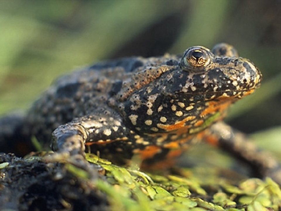 Fire-bellied toad floating at the water surface