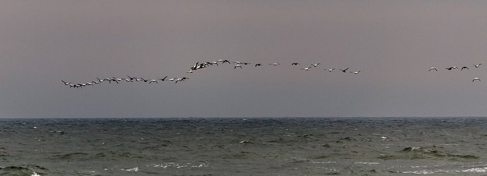 A line of migrating common eiders flying low over the sea