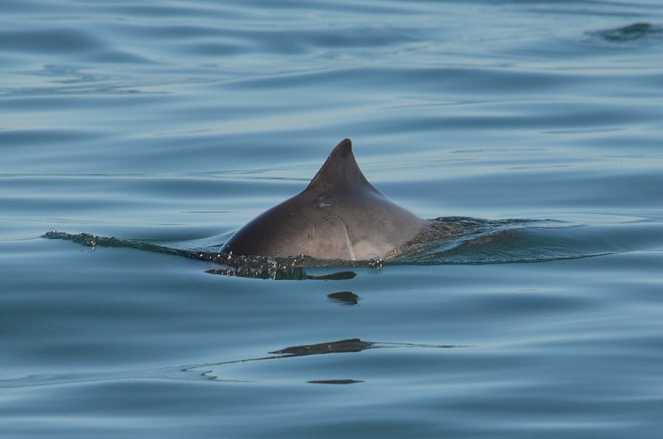 Harbour porpoise surfacing at sea