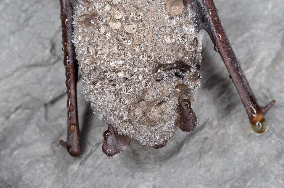 Daubenton's bat hibernating on a cave wall