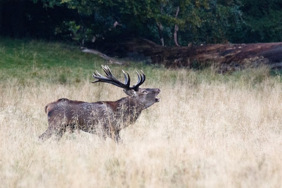 Red deer stag roaring in Jægersborg Dyrehave