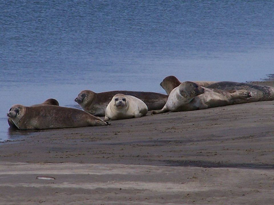 Harbour seals hauled out on a Fanø sandbank