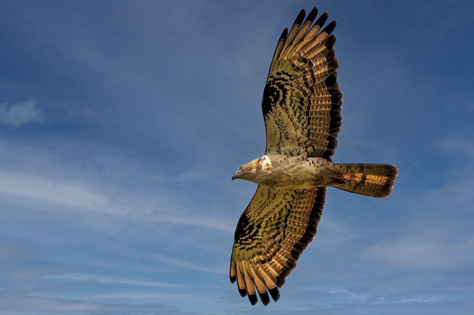 Honey buzzard in flight against blue sky