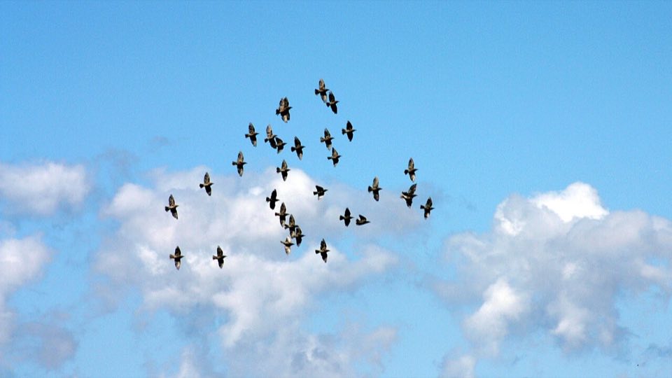 Starling murmuration over Rømø at dusk