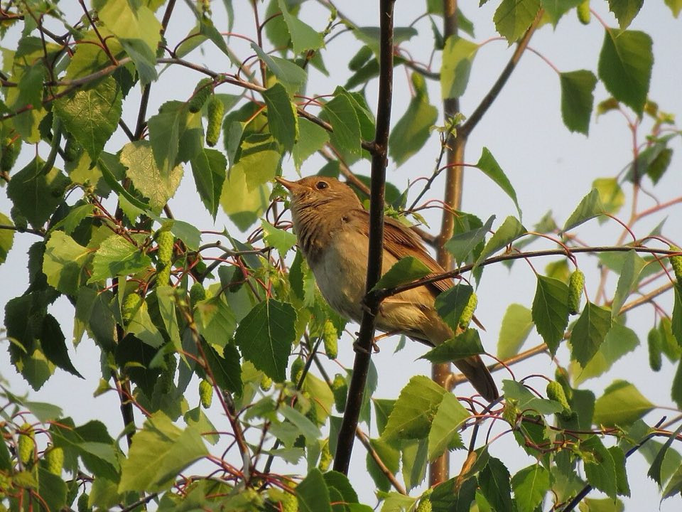 Thrush nightingale perched in a thicket