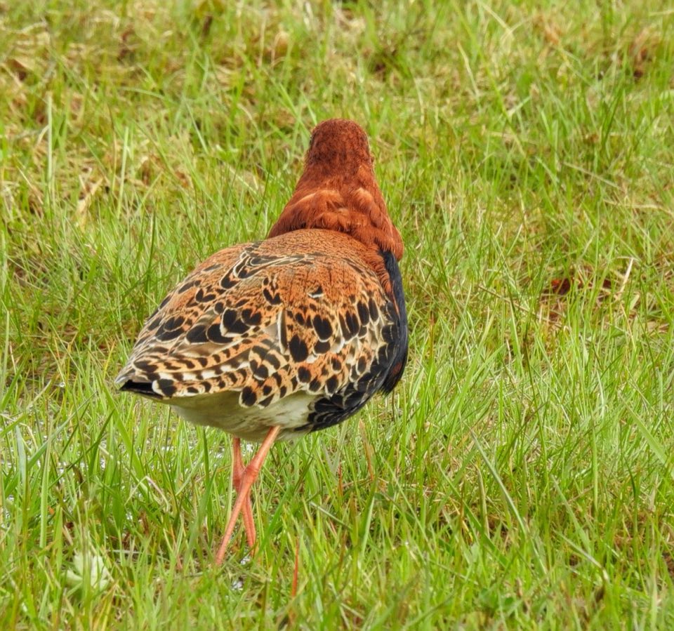 Male ruff in breeding plumage