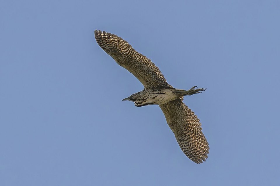 Eurasian bittern flying low over reeds