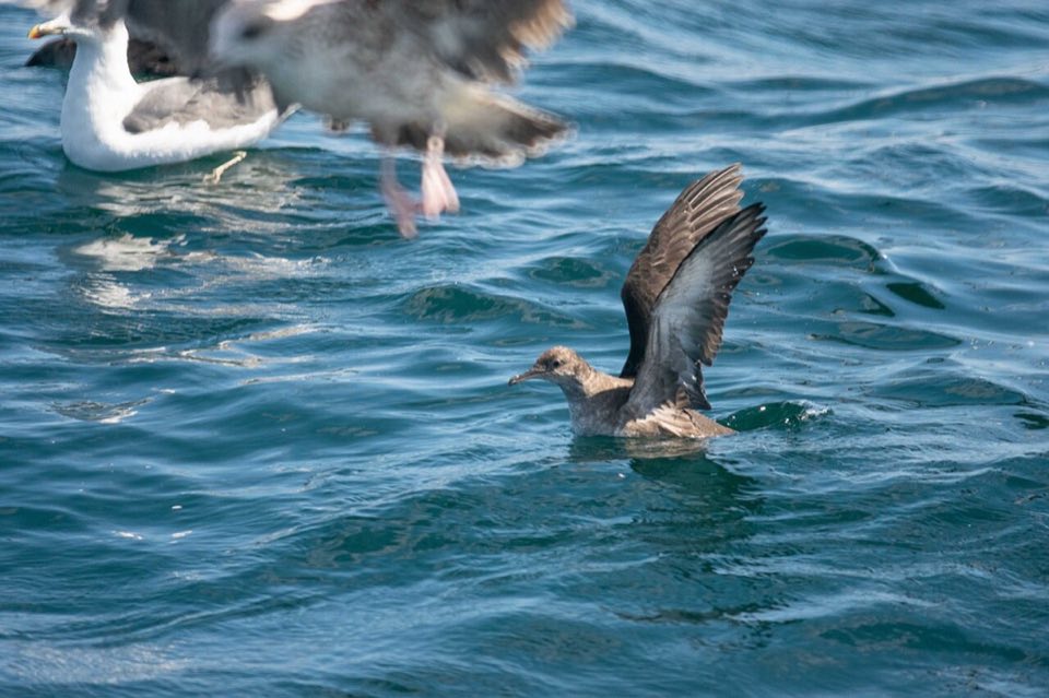 Balearic shearwater flying low over the sea