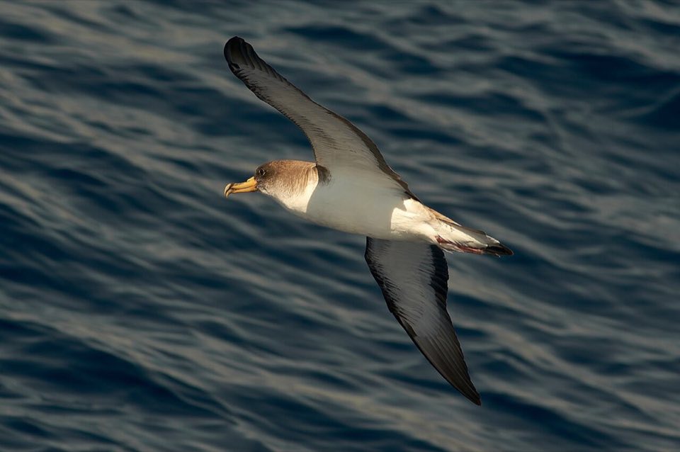 Cory's shearwater gliding over the sea